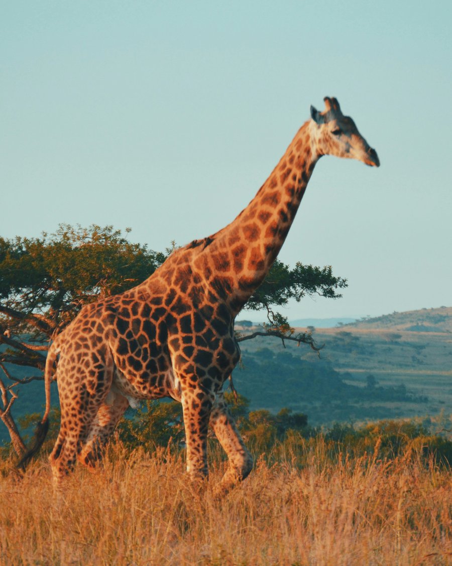 Giraffe on an African safari