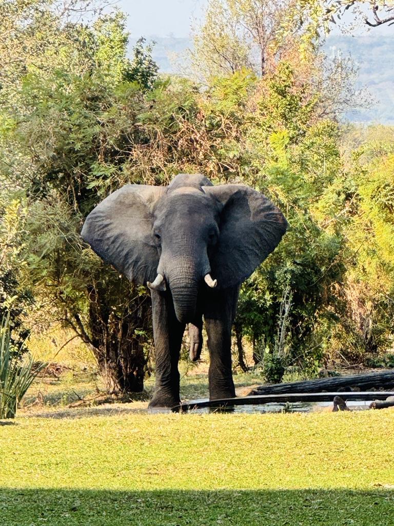Elephant at a watering hole on a safari retreat